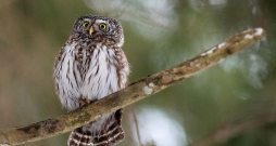 Latvijas mazākā pūce apodziņš ir mājas strazda lielumā. Atšķirībā no citām pūcēm tas medī krēslas stundās un dažkārt novērojams arī pie putnu barotavām.