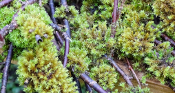 Spēcīgi saauguši ķērpji un sūnas traucē pumpuru attīstību.