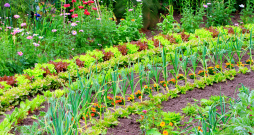 Pareizi ievērots attālums starp augiem ne tikai veicina veselīgu augšanu un ražas kvalitāti, bet ir arī viena no vienkāršākajām un dabiskākajām profilakses metodēm, kas palīdz novērst slimību un kaitēkļu uzliesmojumu. Pareizi ievērots attālums starp augiem ne tikai veicina veselīgu augšanu un ražas kvalitāti, bet ir arī viena no vienkāršākajām un dabiskākajām profilakses metodēm, kas palīdz novērst slimību un kaitēkļu uzliesmojumu.