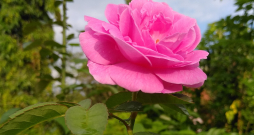 Augi aizsargājas pret slimībām un kaitēkļiem ne tikai ar audzētāja izvēlētajām metodēm, bet arī ar to, kādi gēni tiek pārmantoti.