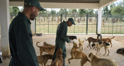 Paraugcentrs Rabātā Marokā, kur suņus tiešām kastrē un vakcinē. Paraugcentrs Rabātā Marokā, kur suņus tiešām kastrē un vakcinē.