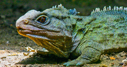 Jaunzēlandes knābjgalve – hatērija. Jaunzēlandes knābjgalve – hatērija.