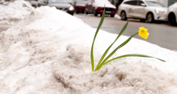 Narcise sniegā, atkusnis.