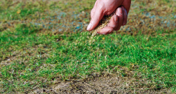 Pavasarī piesēj tukšās vietas.