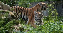 Amūras tīģeri. Ilustratīvs attēls.