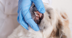 Suns. Smaganu problēmas. Suns. Smaganu problēmas.