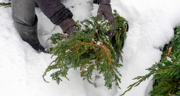 Ja zari joprojām nospiesti ar sniegu, vēlams to uzmanīgi nokratīt, lai novērstu turpmāku lūšanu. Ja zari joprojām nospiesti ar sniegu, vēlams to uzmanīgi nokratīt, lai novērstu turpmāku lūšanu.