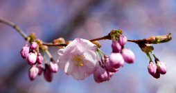 Ziedošas sakuras Uzvaras parkā. Ziedošas sakuras Uzvaras parkā.
