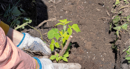 Rudens avenes vislabāk pārstādīt agri pavasarī.