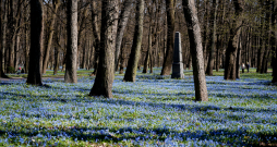 Zilsniedzītes Lielajos kapos, pavasaris. Zilsniedzītes Lielajos kapos, pavasaris.