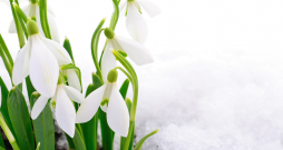 Pavasara laiks. Pavasara laiks.