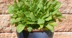 Skābenes var audzēt arī podos.