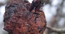 Zarā atstāts ābolītis, no kura pēc tam var inifcēties koksne.