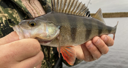 Daudzi pamanījuši, ka zivis kļūst arvien piesardzīgākas, tādēļ arī makšķerniekam jābūt vērīgam, jādomā līdzi un jāpielāgojas apstākļiem.
