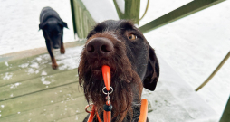 Tālvadības pults medību sunim.