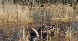 Dunduru pļavās aculiecinieki saskaitījuši ap 40 bojāgājušo dzīvnieku ķermeņus.