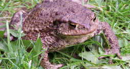 Pret krupi, iespējams, daudzi izjūt nepatiku "kraupainā" izskata dēļ, taču tas ir ļoti noderīgs dzīvnieks, jo īpaši dārzkopjiem, iznīcinot lielu daudzumu kaitēkļu.