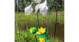 Ziedi no putu gumijas.