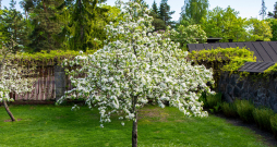 Pareizi veidots vainags ļauj saules gaismai iespīdēt un gaisam brīvi cirkulēt caur vainagu. 