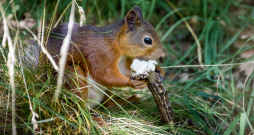 Ir novērots, ka vāveres visbiežāk ir tie grauzēji, kuru zobu pēdas ir redzamas uz atrastajiem ragiem. Ir novērots, ka vāveres visbiežāk ir tie grauzēji, kuru zobu pēdas ir redzamas uz atrastajiem ragiem.