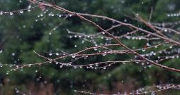 Koka zars ar lietus lāsēm.