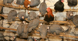 Interese par dažādu sugu mājputnu audzēšanu Latvijā ik gadu pieaug – šī gada sākumā reģistrēto putnu skaits jau pārsniedzis sešarpus miljonus.