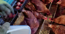 Pētījumā ar inovatīvu tvaika-sprādziena metodi no auzu sēnalām iegūtas jaunas divu veidu ksilooligosaharīdu prebiotikas: neattīrītas un attīrītas.