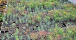 Daļēji ar zāles granulām aizstātajā substrātā izmēģinājumos audzēs bērza, priedes un egles stādus.