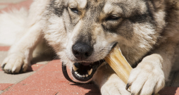 Tāpat kā katrs suns un viņu ēšanas paradumi mēdz atšķirties, tā arī suņu attiecības ar spiestajiem kauliem.