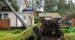 Pirms ķeras pie zāģa, jānovērtē koka suga, jāizmēra tā apkārtmērs un jāapzina koka atrašanās vieta, kas ļaus izdarīt secinājumus par tālākajām darbībām