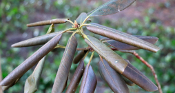 Saules apdegumi visbiežāk novērojami atklātās vietās augošiem mūžzaļajiem rododendriem. 