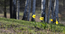Pavasaris. Narcises lauku ainavā.