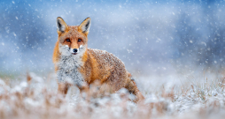 Lapsas ir ļoti gudras un vērīgas. Ir jābūt piesardzīgākam un atjautīgākam, lai to nomedītu.