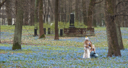 Rīgas Lielajos kapos
pavasaris atnāk ar savu vienkāršo, dabisko rotu – zilziedītēm.