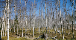 Kūdras ieguves vieta.