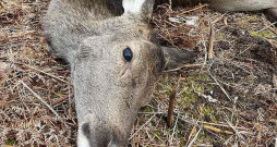 2023./2024. gada sezonā tika nomedīti gandrīz 25 tūkstoši staltbriežu, nākamajā sezonā jau ap 29,5 tūkstošiem, bet šajā sezonā skaits tuvojas 30 tūkstošiem. Tas nozīmē, ka populācijas samazināšana jau notiek. Taču medību saimniecība nav lielveikals, kur vienā brīdī var "izpirkt" populāciju – tai ir būtiska inerce.