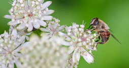 Lielā zvaigznīte ‘Alba’ (Astrantia major ‘Alba’)