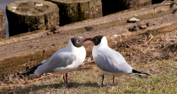 Kaijas pavasarī. Kaijas pavasarī.