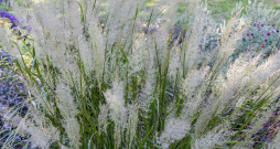 Īsmatiņu ciesa (Calamagrostis brachytricha)