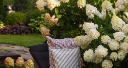 Skarainā hortenzija ‘Polar Bear’ (Hydrangea paniculata ‘Polar Bear’)