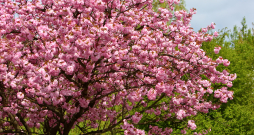 Ābele ‘Ola’ (Malus ‘Ola’)