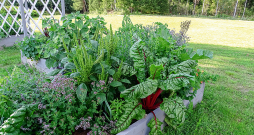 Mangolds augstajā dobē. Mangolds augstajā dobē.