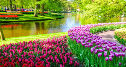 Keukenhofas dārzā.