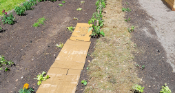 Kartona klāšana dobē, virs tā liekot apžuvušu pļautu mauriņa zāli. Kartona klāšana dobē, virs tā liekot apžuvušu pļautu mauriņa zāli.