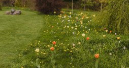 Dabīgā pļava nav vienkārši nepļauts zāliens, tā ir apzināti veidota teritorija.