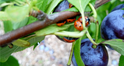 Mārītes lielā skaitā uz plūmes zariem.