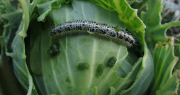 Kāpostu balteņa bojāts galviņkāposts.