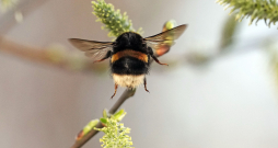 Kamene. Pavasaris. Kamene. Pavasaris.