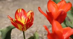 Viens tulpes ziedz ir atšķirīgā krāsā vīrusa izraisītas infekcijas dēļ.