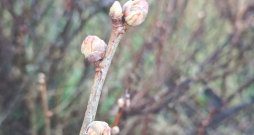 Upeņu pumpuru ērces inficētie pumpuri ir piebrieduši un tie ir jānoņem, pirms ērces izlien ārā no pumpura.